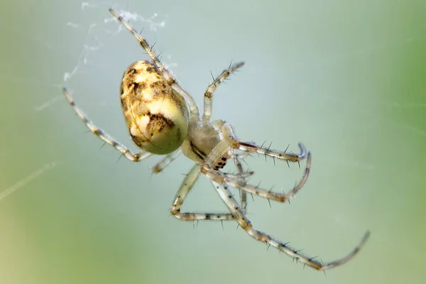 거미줄 위에서 기다리고 거미의 모습을 클로즈업 — 스톡 사진