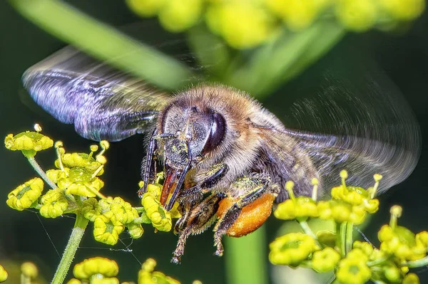 Nektar Toplamak Için Bir Çiçeğin Üzerine Arı Konar — Stok fotoğraf