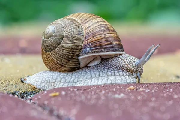 Giant Slug Crawls Colored Cobblestones Close — Stock Photo, Image
