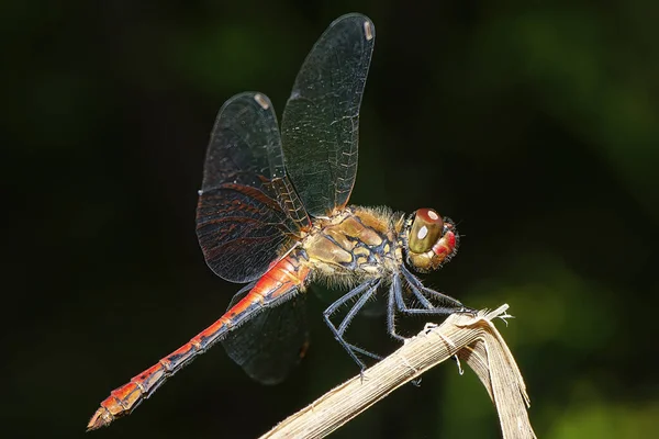 大红蜻蜓停在草叶上 — 图库照片