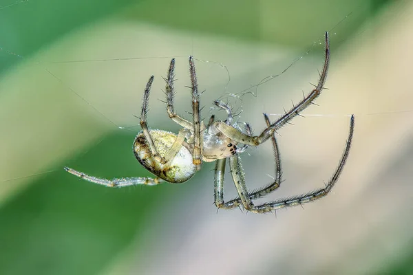 거미줄 위에서 기다리고 거미의 모습을 클로즈업 — 스톡 사진