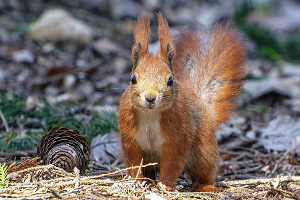 Stock image A red-haired squirrel stands near a large cone in the park on the grass close up.