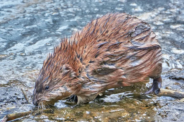 Wet muskrat in the shallow water of a pond in search of food close up.