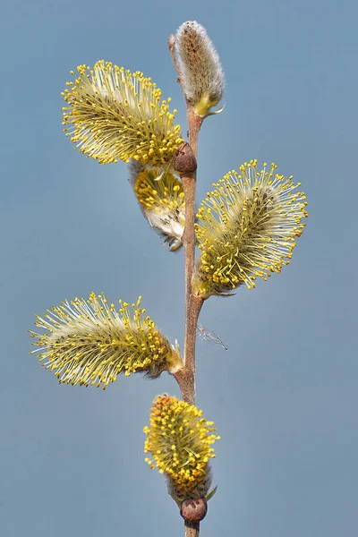 Blütenstand Der Staubgefäße Blüten Der Weide Nahaufnahme — Stockfoto