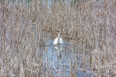 Sazlıkların ortasında beyaz bir kuğu.