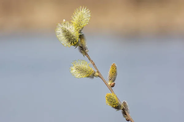 Inflorescence Stamen Flowers Willow Close — Stock Photo, Image