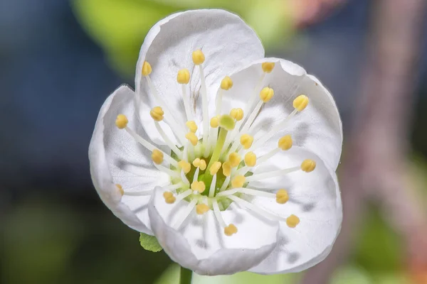 Mladá Bílá Třešeň Květ Zblízka — Stock fotografie