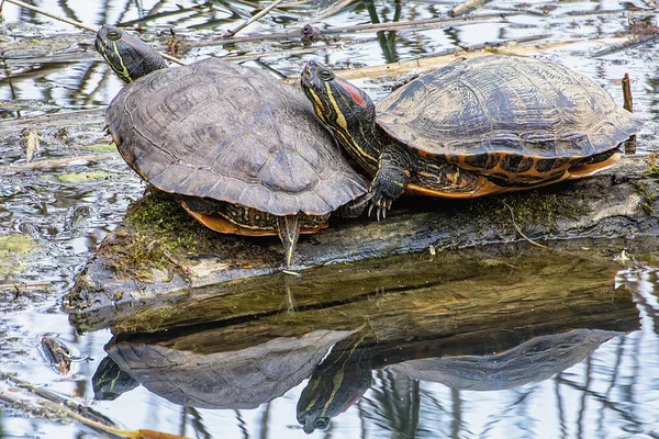 거북이 마리가 가까이 연못에 널빤지 — 스톡 사진