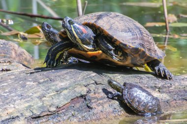 Kaplumbağalar güneşte güneşlenmek için bir kütüğe tırmandılar..