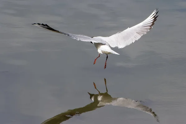 Seagull Sits Water Reflected — Stock Photo, Image