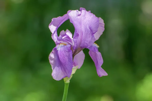 Iris Bleu Fleur Dans Faune Gros Plan — Photo