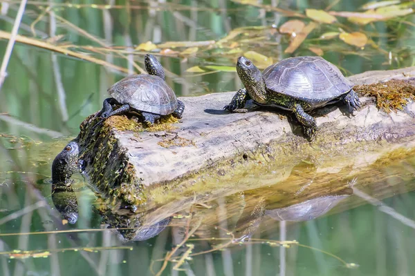 거북들은 일광욕을 통나무를 올라갔다 — 스톡 사진