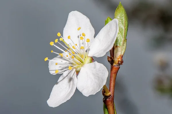 Vit Körsbärsblomma Blomma Närbild — Stockfoto