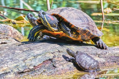 Kaplumbağalar güneşte güneşlenmek için bir kütüğe tırmandılar..