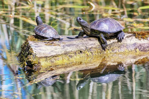 거북들은 일광욕을 통나무를 올라갔다 — 스톡 사진