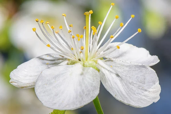 Λευκό Άνθος Κερασιάς Κοντά — Φωτογραφία Αρχείου