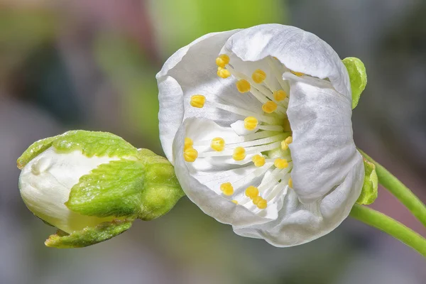 Μακρο Φωτογραφία Λευκά Άνθη Κερασιάς Κοντά — Φωτογραφία Αρχείου