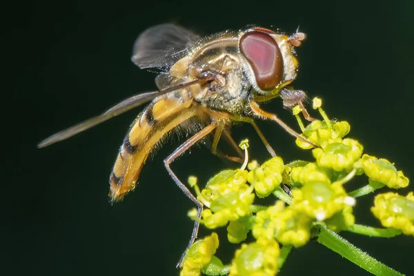 Ein Fliegenartiges Insekt Auf Gelben Blüten Aus Nächster Nähe — Stockfoto