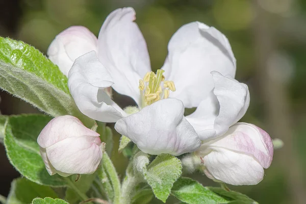 Λουλούδια Από Άνθη Μήλου Ένα Κλαδί Κοντά — Φωτογραφία Αρχείου
