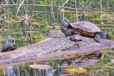 Tatlı su kaplumbağaları güneşli bir günde güneşleniyorlar..