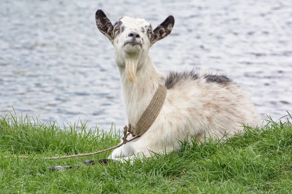 Una Cabra Blanca Adulta Orilla Lago Cerca —  Fotos de Stock