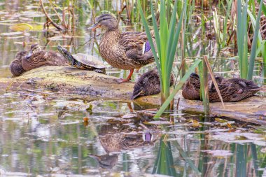 Ördek yavrusuyla vahşi bir ördek ve gölün kenarında dinlenen bir kaplumbağa..