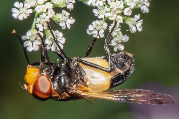 Ein Fliegenartiges Insekt Sammelt Nektar Aus Gelben Blüten Aus Nächster — Stockfoto