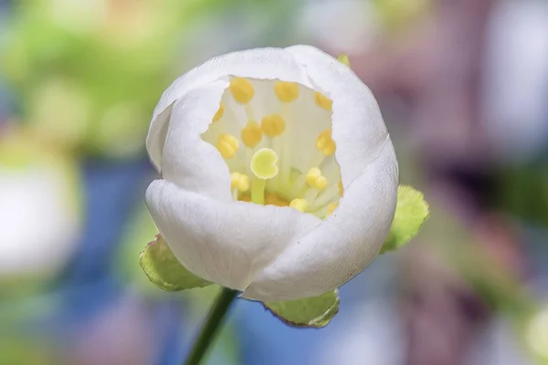 Fiore Ciliegio Bianco Vicino — Foto Stock