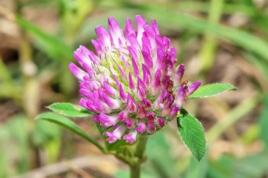 Çayırdaki yonca çiçeği. Yaklaş..