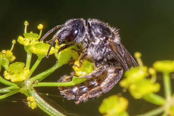 Bir Arı Çiçeğin Yakınından Nektar Toplar — Stok fotoğraf