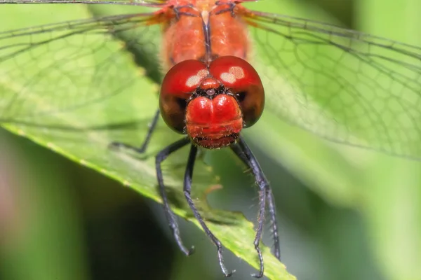 Large Red Dragonfly Leaf Meadow Close — Stock Photo, Image