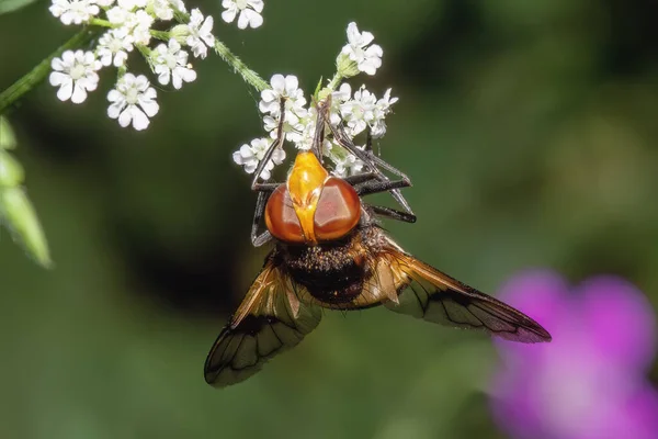 Sinek Benzeri Bir Böcek Sarı Çiçeklerden Nektar Toplar — Stok fotoğraf