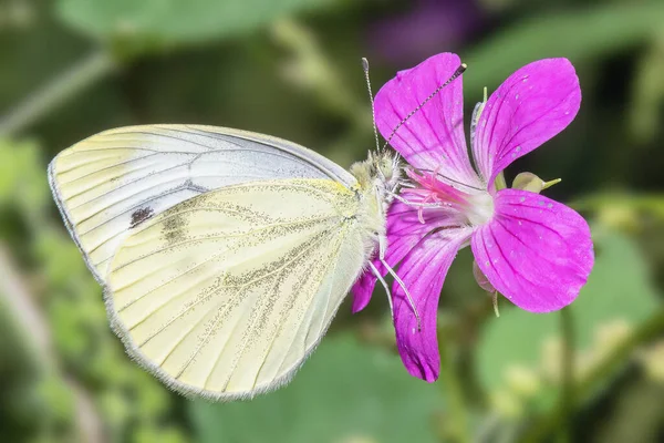 Πεταλούδα Ένα Λουλούδι Ένα Λιβάδι Κοντά — Φωτογραφία Αρχείου
