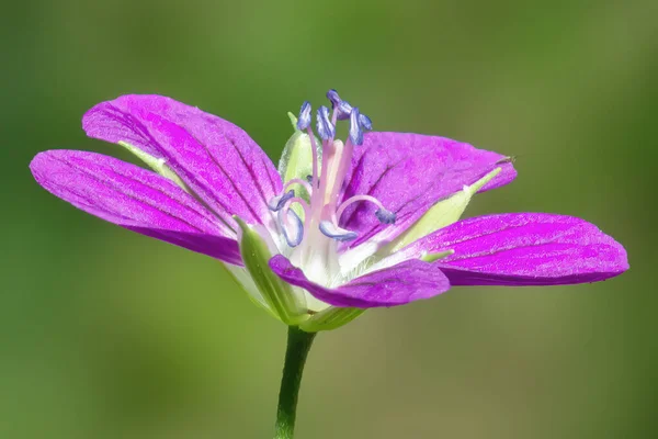 Blue Flower Marsh Geranium Dew Drops Close — Stock Photo, Image