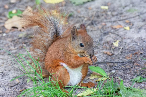 赤いリスは地面に公園に立ってナッツを食べます — ストック写真
