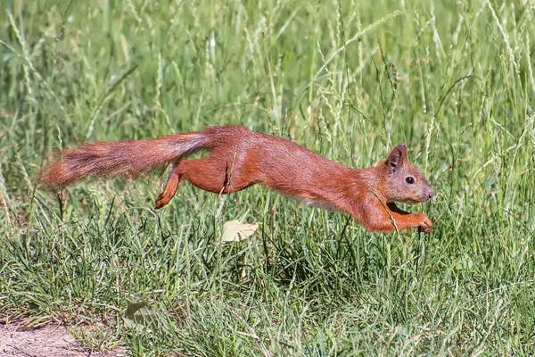 Red Squirrel Jumping Meadow Close — Stock Photo, Image