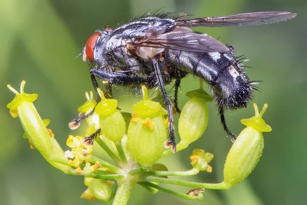 stock image A black fly with red eyes on a leaf close up.