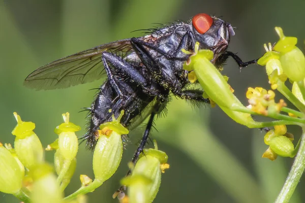 Eine Schwarze Fliege Mit Roten Augen Auf Einem Blatt Aus — Stockfoto