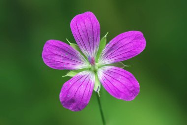 Bataklık sardunyasının mavi çiçeği.