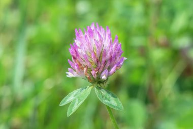 Çayırdaki yonca çiçeği. Yaklaş..