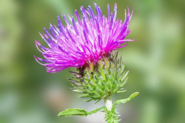 Çayırda devedikeni çiçeği açar. Yaklaş..