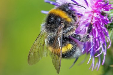 Bir yaban arısı bir çiçekten nektar toplar..