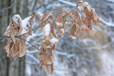 Kış doğası. Kurumuş eski yapraklarla kaplı bir dal..
