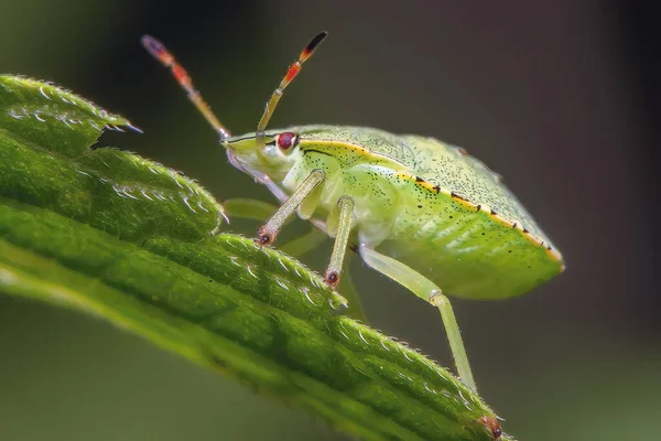 Mikroskopischer Käfer Auf Einem Grashalm Aus Nächster Nähe — Stockfoto