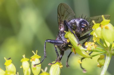 Yaprağın üzerinde kırmızı gözlü siyah bir sinek. Yaklaş..