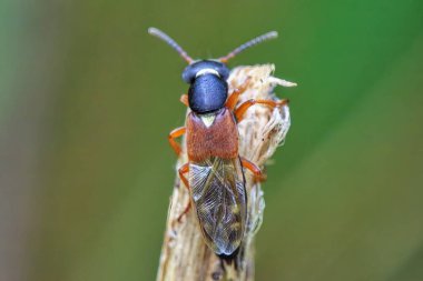 Rove Beetle (Staphylinus seesareus) bir çayırda çimlerin üzerinde.