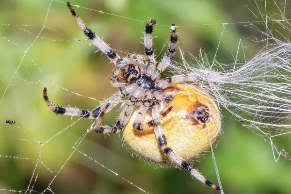 노란색 거미에 클로즈업 — 스톡 사진
