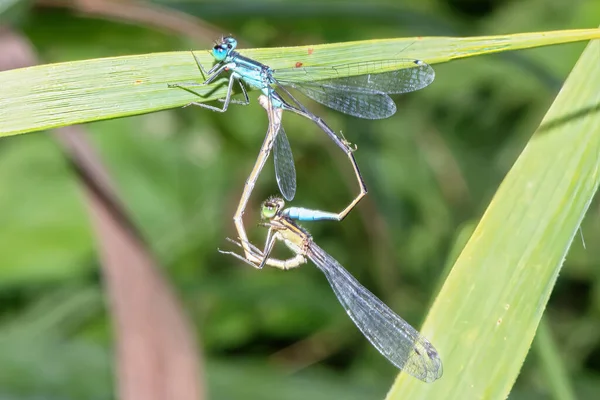 茎上有两只小蜻蜓正忙于近亲繁殖 — 图库照片
