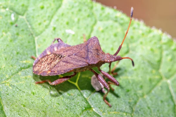Ein Käfer Auf Einem Blatt Auf Einer Wiese Aus Nächster — Stockfoto