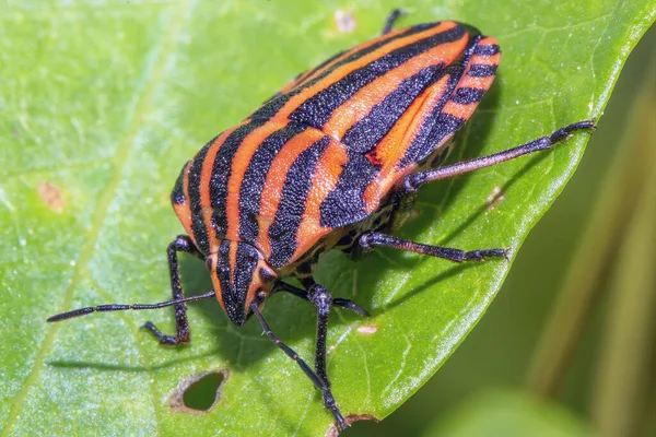 Rot Schwarz Gestreifter Käfer Auf Einem Blatt Auf Einer Wiese — Stockfoto